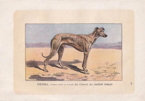 Stampa cane 1896 - , sloughi