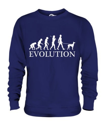 Italiano levriero evolution - levriero, of