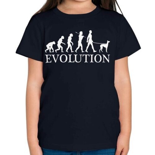 Italiano levriero evolution - evolution, of