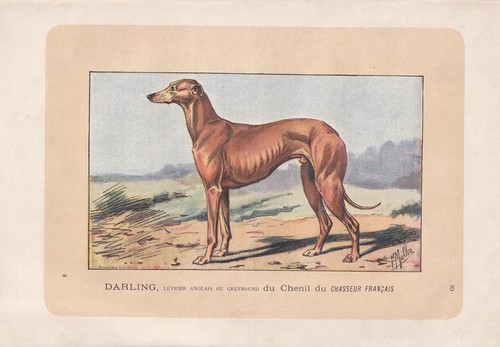 Stampa greyhound dog 1896 - greyhound,